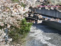 No.071　桜と優雅な花筏
