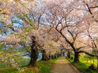 No.034　桜の季節