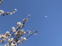 No.092　桜と昼の月
