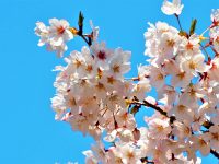 No.104 青空に映える満開の桜