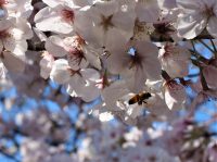 No.106 蜜蜂が桜の蜜を求めて