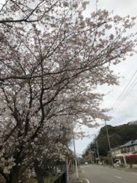 No.056 桜の散歩道