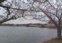 No.038 駕与丁公園の桜①