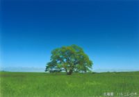 No.056 北海道　ハルニレの木
