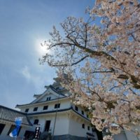 No.024 唐津城と満開の桜
