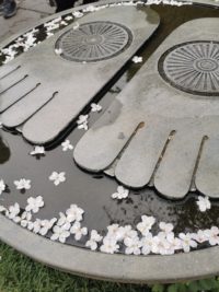 No.021 水面に咲く桜 