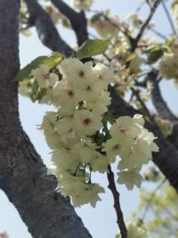 No.092 初めて出会う黄色い桜 