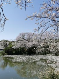 No.023 桜も終わりかな～ 