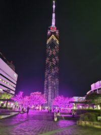 No.024 光の夜桜 