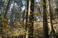 No.089 春のイチョウ 