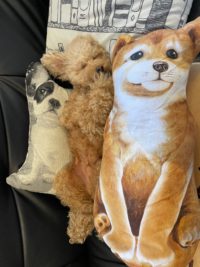 No.081 本物ど～れだ 