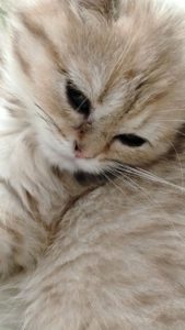 No.083 春のまどろみ 