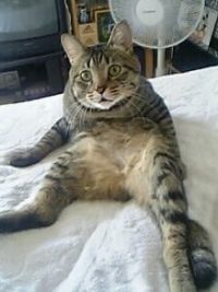 No.064 今夏も暑そうだニャー 