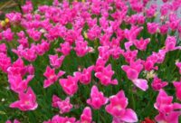 No.109 春、ピンクに包まれて 