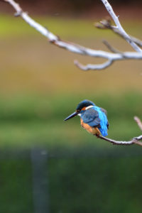 No.014 狙いを定めるカワセミ 