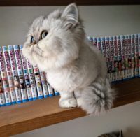 No.047 え？鼻どこ？猫よね？ 