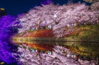 No.011 福岡城夜桜 