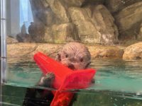 No.080 推しのファンサ 