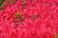 No.052 ツツジのベッド