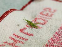 No.016　春の日の迷い子