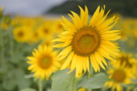 No.029　夏のエネルギー