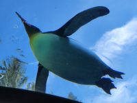 No.033　空飛ぶペンギン