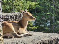 No.032　たたずむエゾシカ