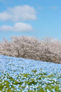 No.084　青のサンドイッチ