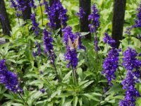 No.036　蝶々も好きなラベンダー