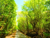 No.071　林の中を歩く