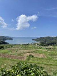 No.020　風を受ける駄竹の棚田