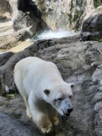 No.035　突撃ホッキョクグマ