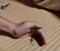 No.014　通せんぼ