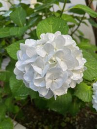 No.039　会社の紫陽花