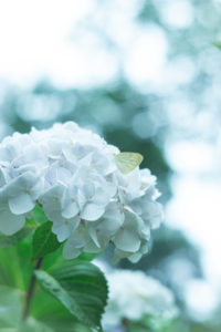 No.045　淡く、透けて