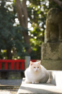No.046　神社の守り神