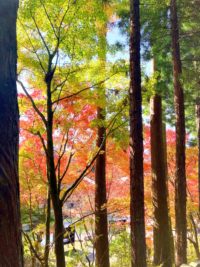 No.054　吞山観音寺