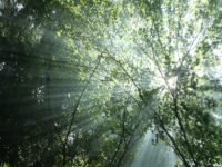 No.082　緑に舞う光